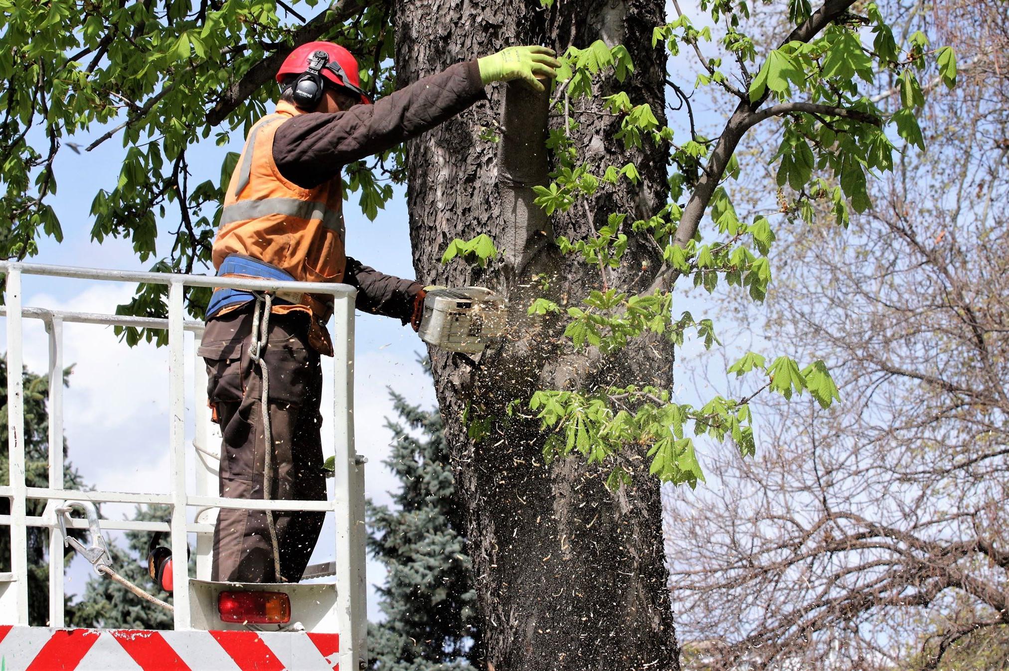 Премахване на опасни дървета в Градската градина