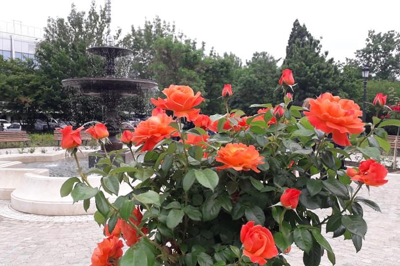 Розариум в Борисовата градина