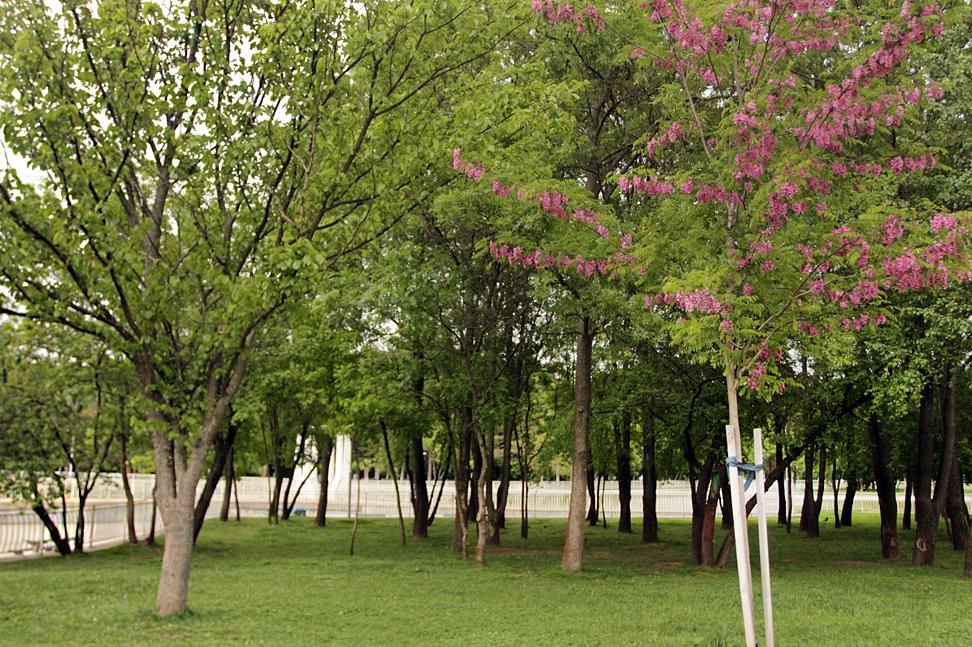 Паркове и градини са обработени срещу кърлежи