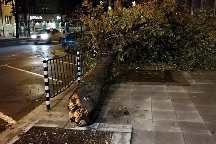 Паднало дърво в София от бурята