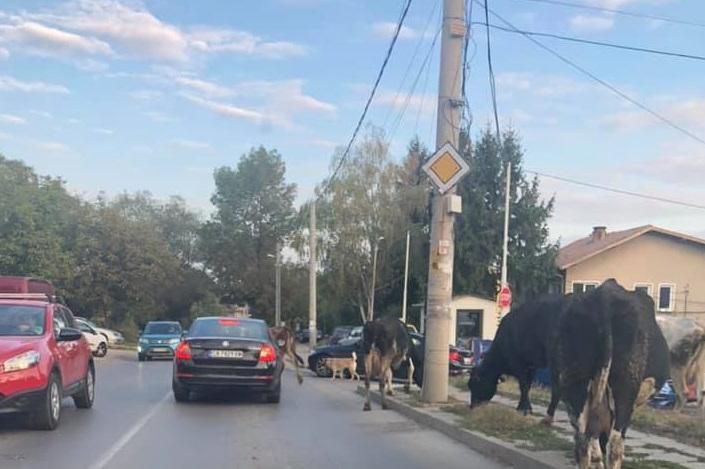 Крави се разхождат из Драгалевци