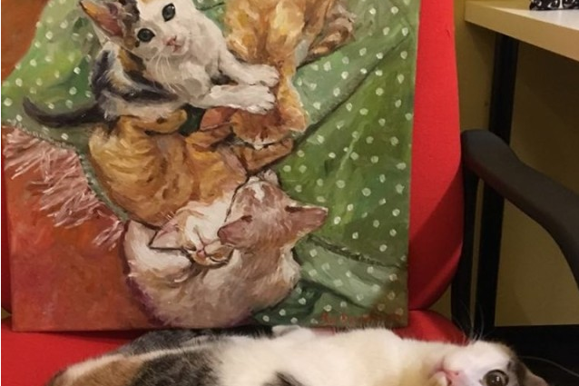 Картини с котки