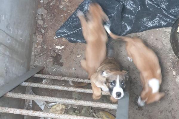 АПП спаси изхвърлени бебета кученца на Лвов мост