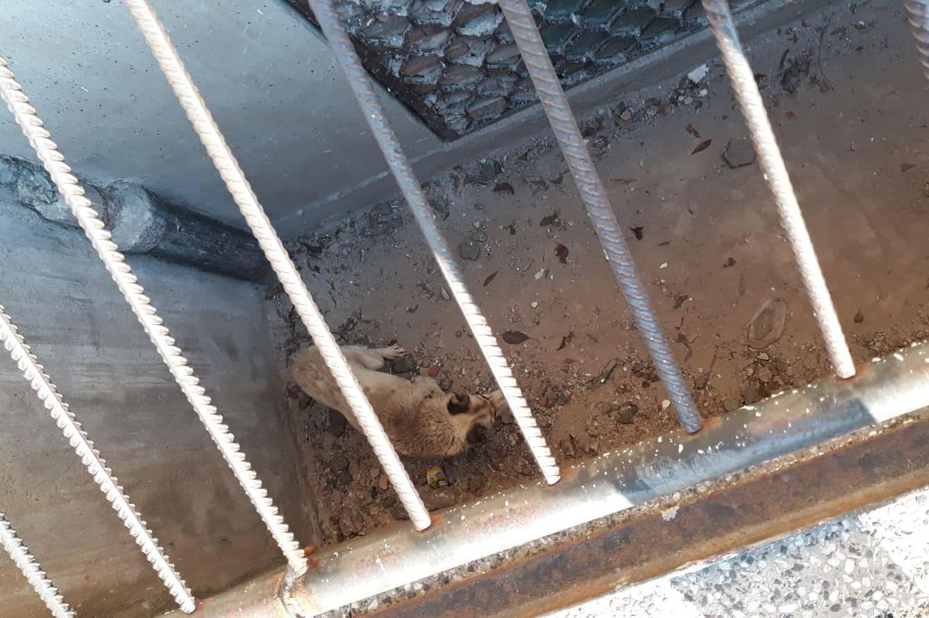 Екип на АПП спаси куче, пропаднало в триметрова шахта в кв. Суходол
