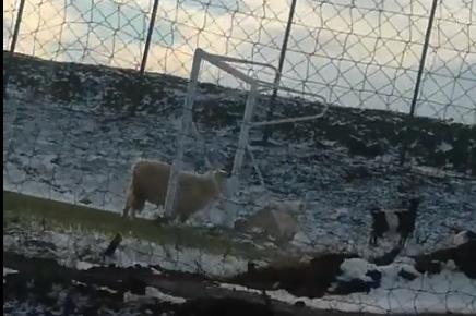 Овце пасат на новото футболно игрище в кв. Кремиковци