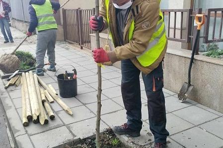Стартира засаждането на дървета по улици и булеварди в София