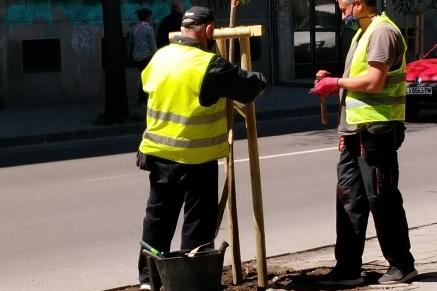 Стартира засаждането на дървета по улици и булеварди в София