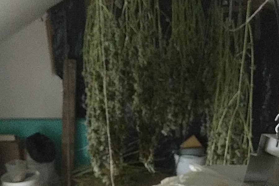 Разбита е домашна оранжерия за марихуана в София