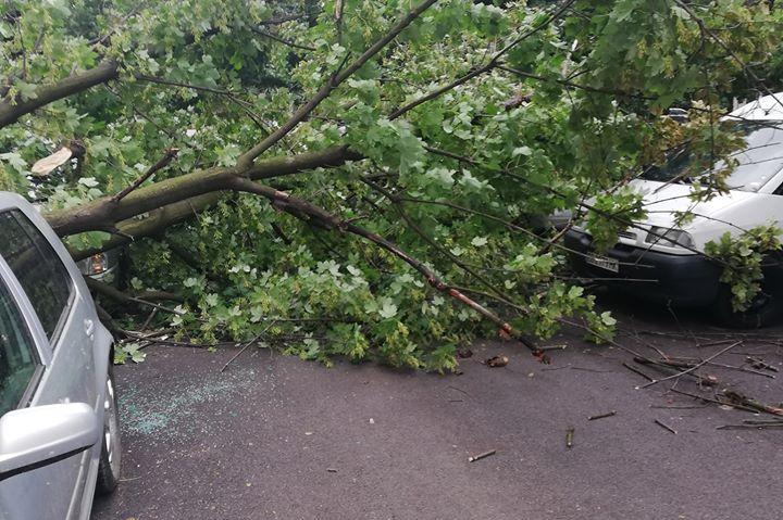 Дърво падна в жк Сердика, 3 коли са пострадали (СНИМКИ)