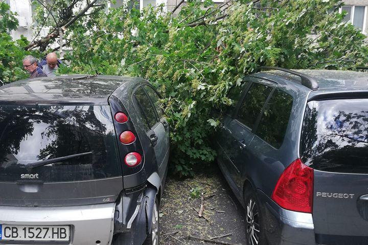 Дърво падна в жк Сердика, 3 коли са пострадали (СНИМКИ)