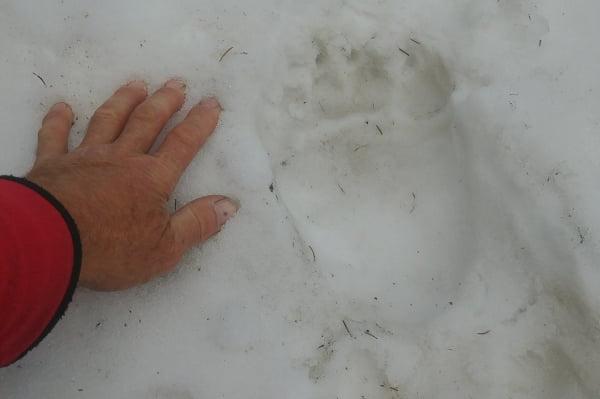 Внимание, туристи: Около хижа "Алеко" са открити следи от мечка