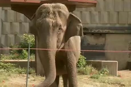 В столичния зоопарк: Изненадаха слоницата Артайда с 38-килограмова торта за