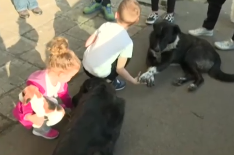 Спор  между съседи в "Овча купел" заради бездомни кучета