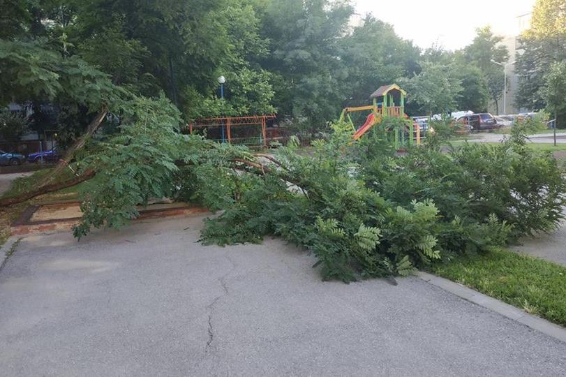Силният  вятър събори дървета в двора на 61 ДГ в "Слатина"