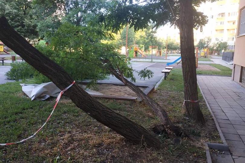 Силният  вятър събори дървета в двора на 61 ДГ в "Слатина"
