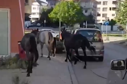 Стадо коне се разхожда свободно по бул. "Андрей Ляпчев"