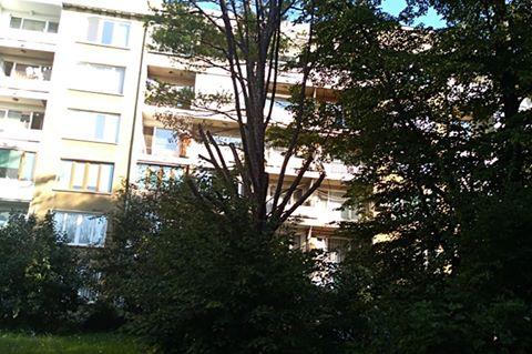Опасно дърво в Хиподрума не е отрязано 9 месеца от разрешителното
