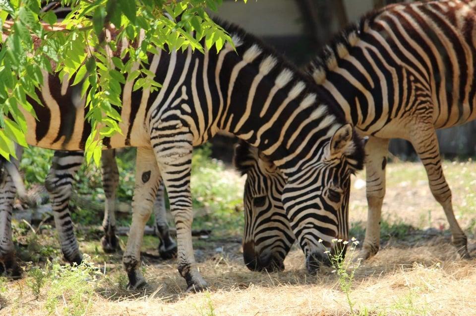 Софийският зоопарк се увеличи със стадо от 5 зебри