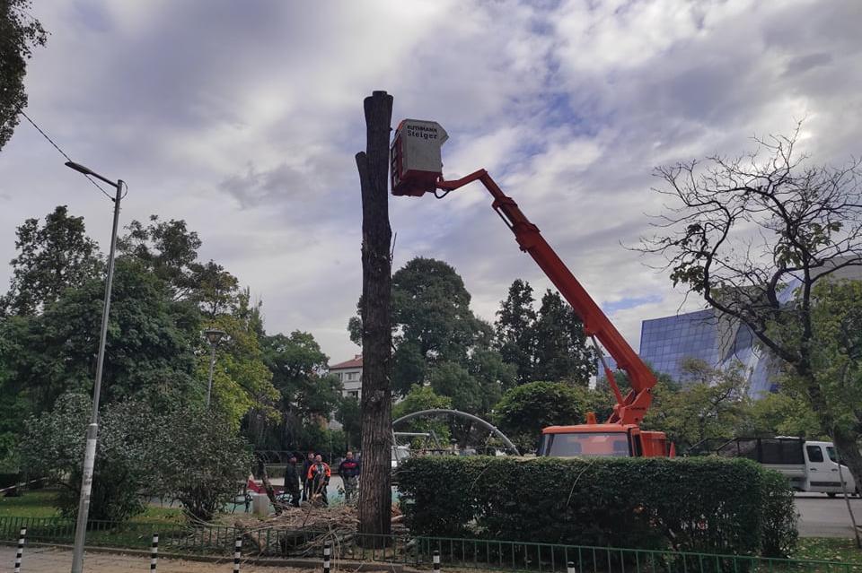 Премахнаха изсъхнала и опасна топола в парк Буката