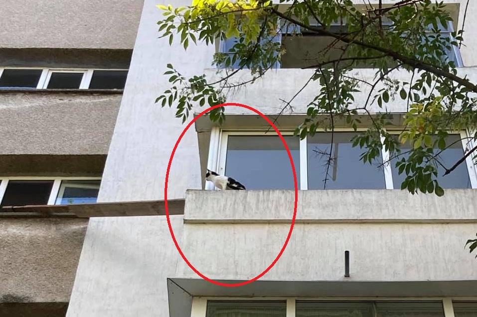 Кметът на район "Триадица" и съседи спасиха котарак от 5 етаж