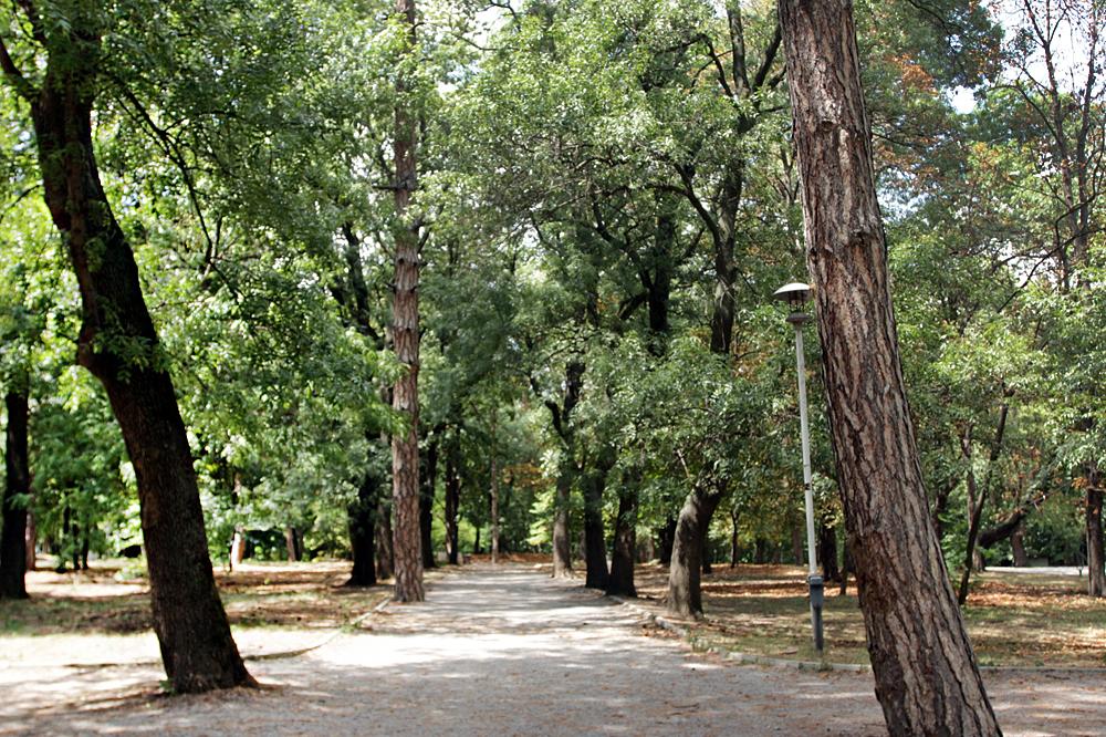 Тази есен в София предстои засаждането на нови 2500 дървета