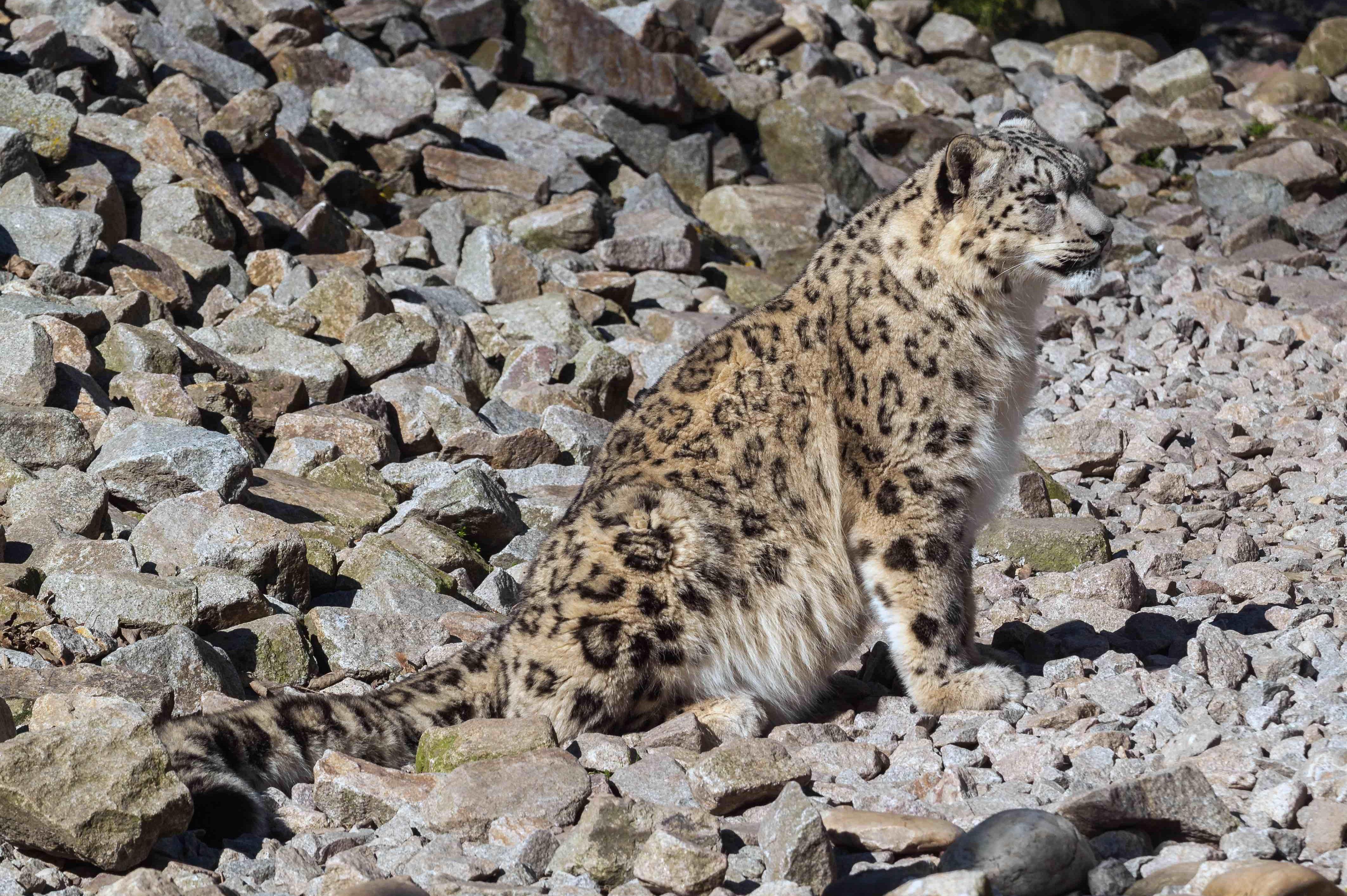 Нов обитател в Софийския зоопарк: Снежният леопард Никс пристигна в столица