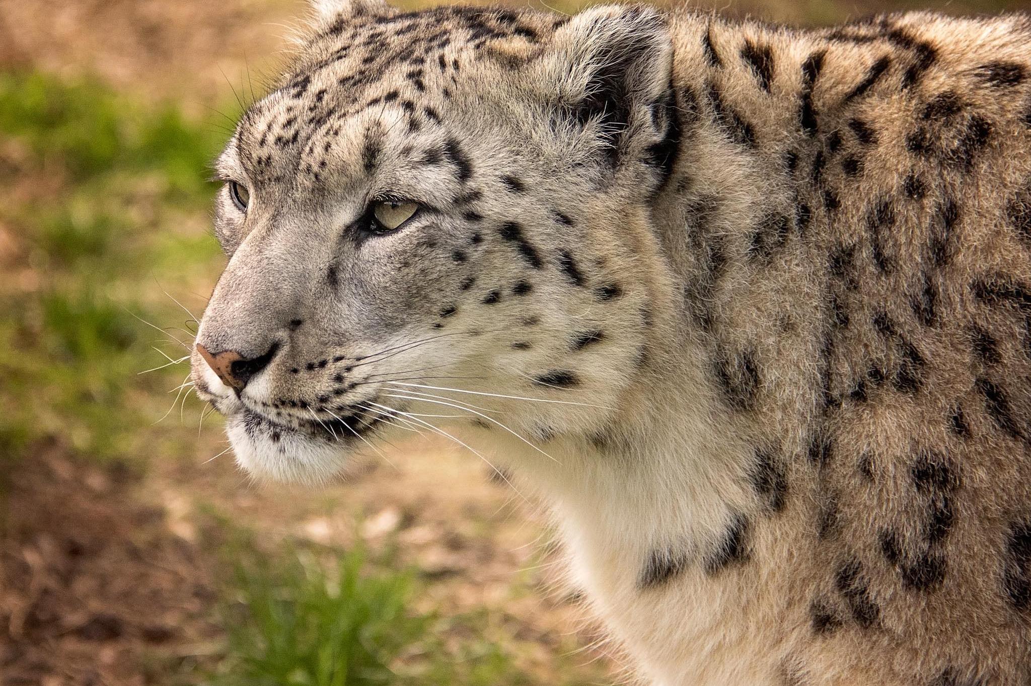 Нов обитател в Софийския зоопарк: Снежният леопард Никс пристигна в столица