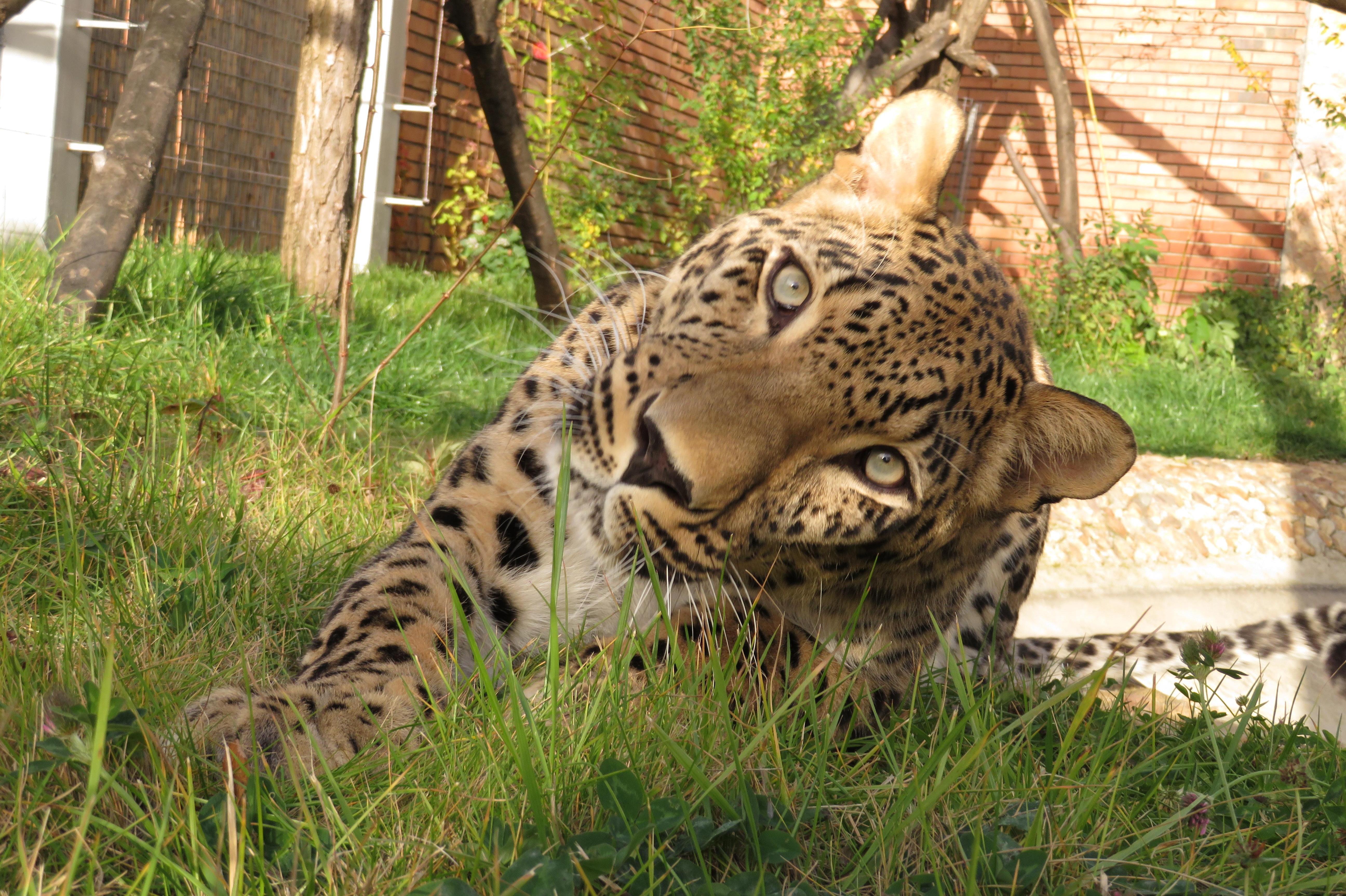 Персийският леопард Азара радва посетителите в столичния зоопарк