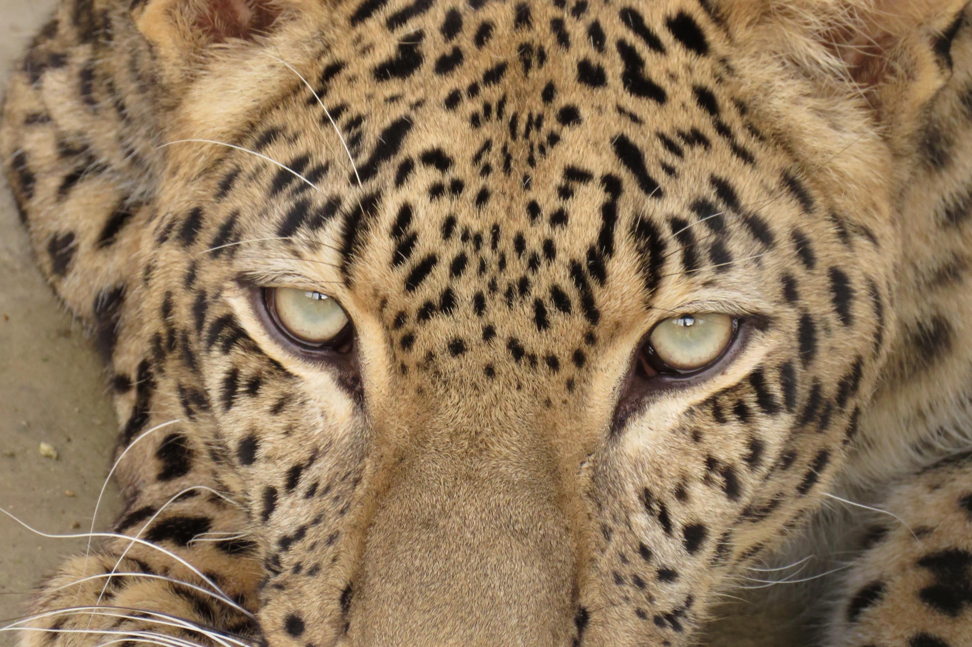 Персийският леопард Азара радва посетителите в столичния зоопарк