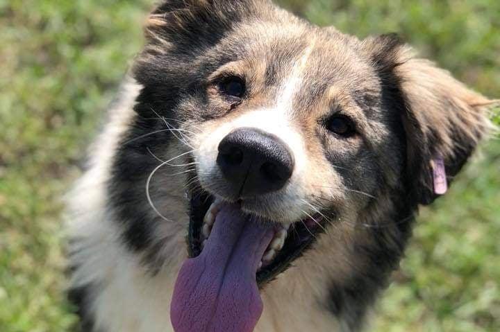 124 кучета от приюта в Горни Богров осиновени през септември