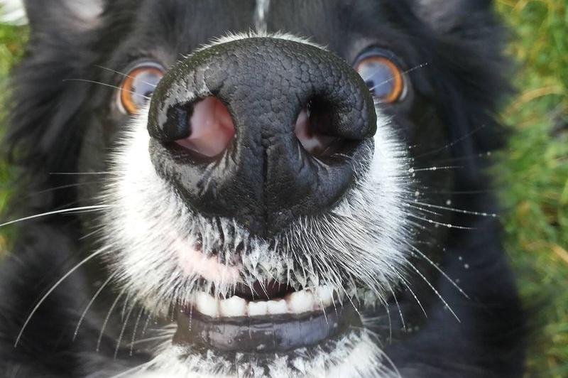 261 домашни кучета в София кастрирани безплатно от началото на годината