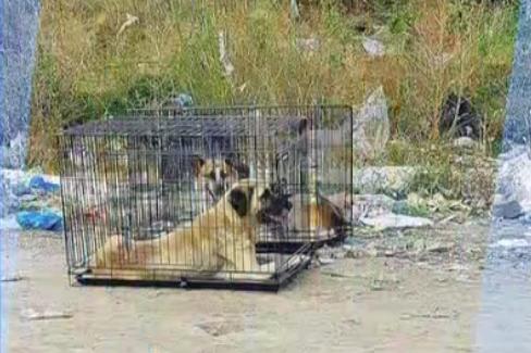Кой изхвърли кучета в клетка на сметището в Самоков?