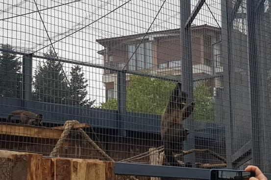 След несгодите: Столичният зоопарк с нов атрактивен дом за маймуните за 1,6