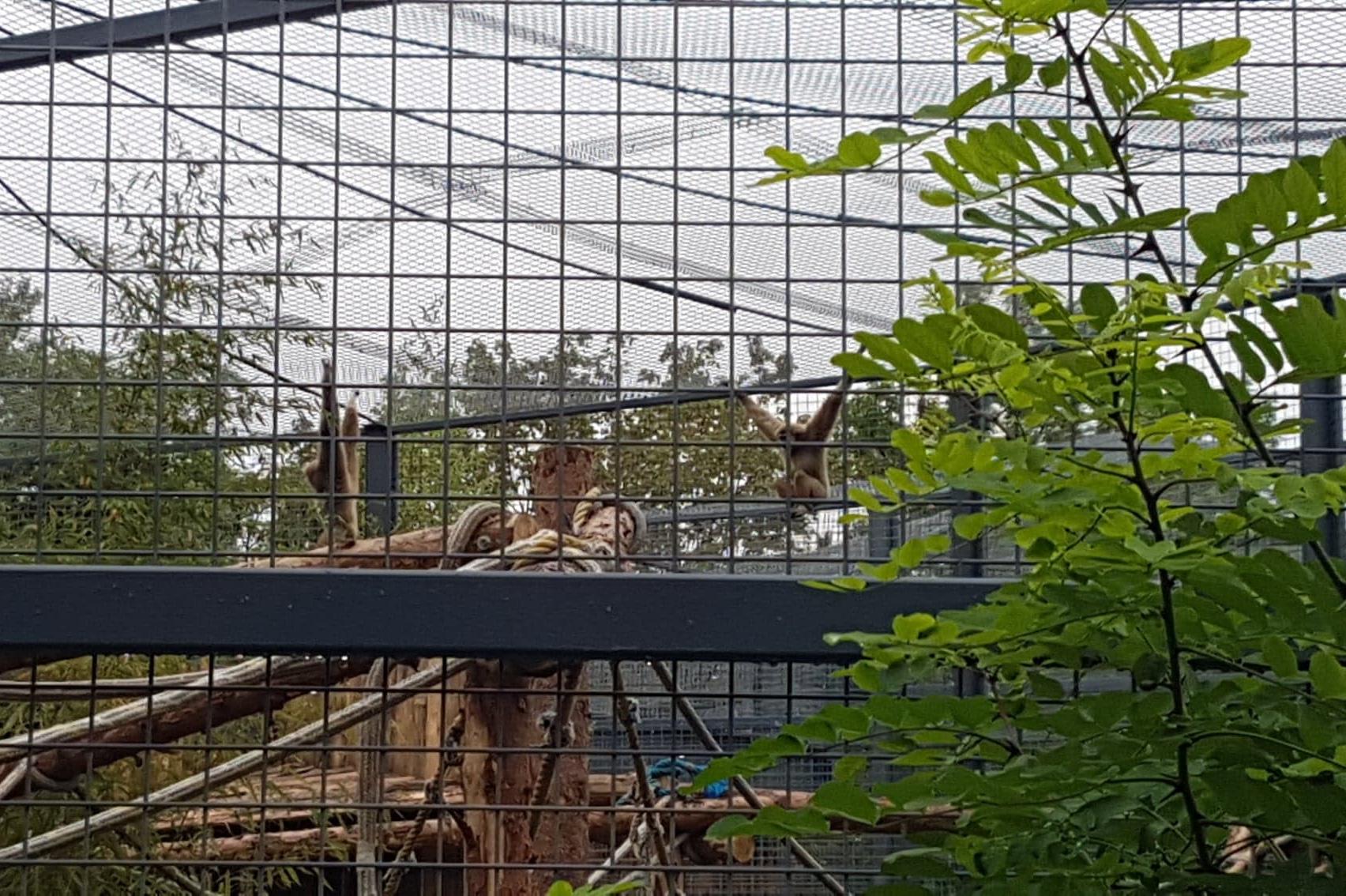 След несгодите: Столичният зоопарк с нов атрактивен дом за маймуните за 1,6