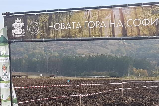 Доброволци засадиха 11 000 фиданки за три уикенда в Новата гора на София