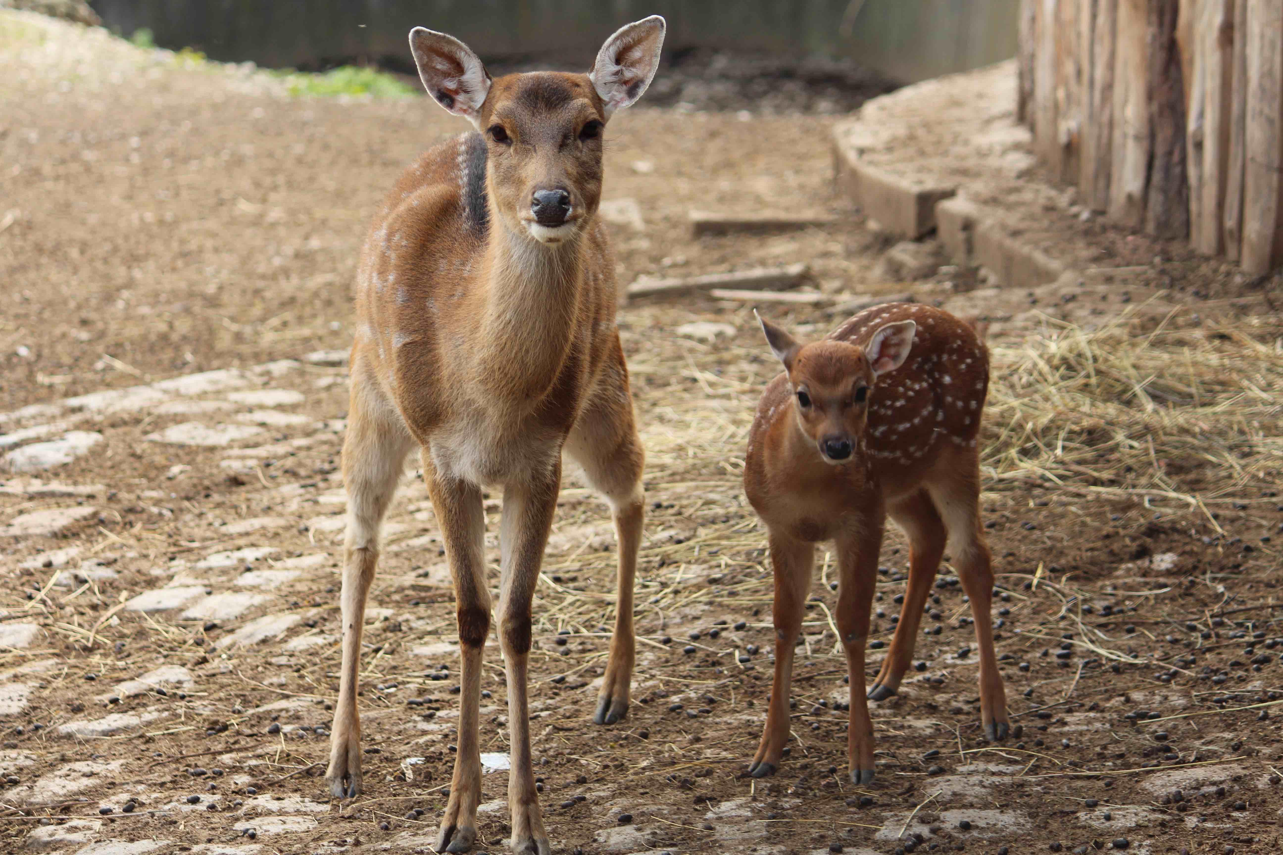 Още едно бебе се роди в Софийския зоопарк- петнисто виетнамско еленче
