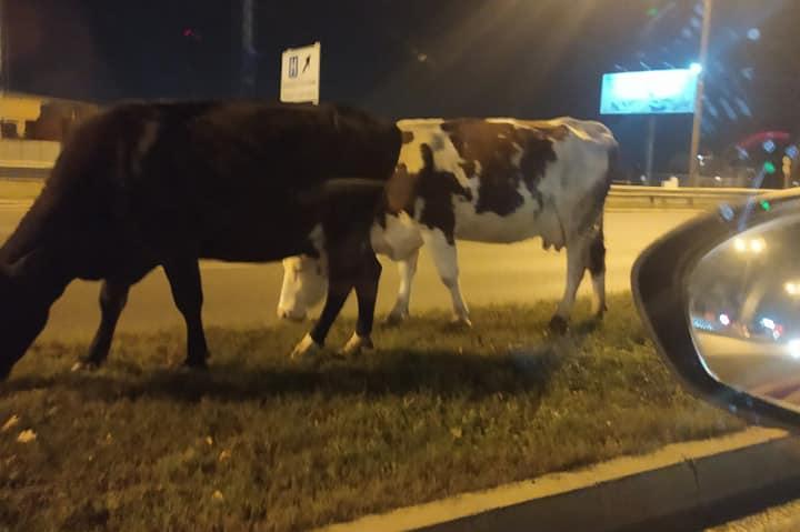 4 крави изскочиха на пътното платно на Околовръстното при колелолот за Драг