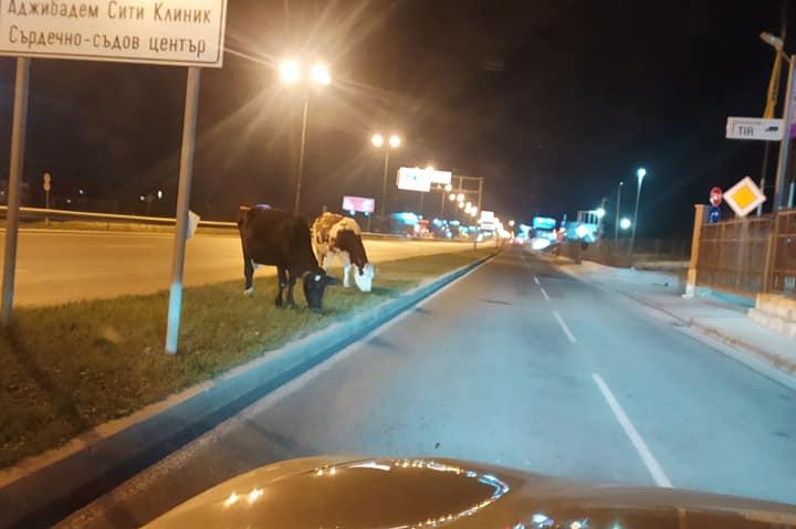 4 крави изскочиха на пътното платно на Околовръстното при колелолот за Драг