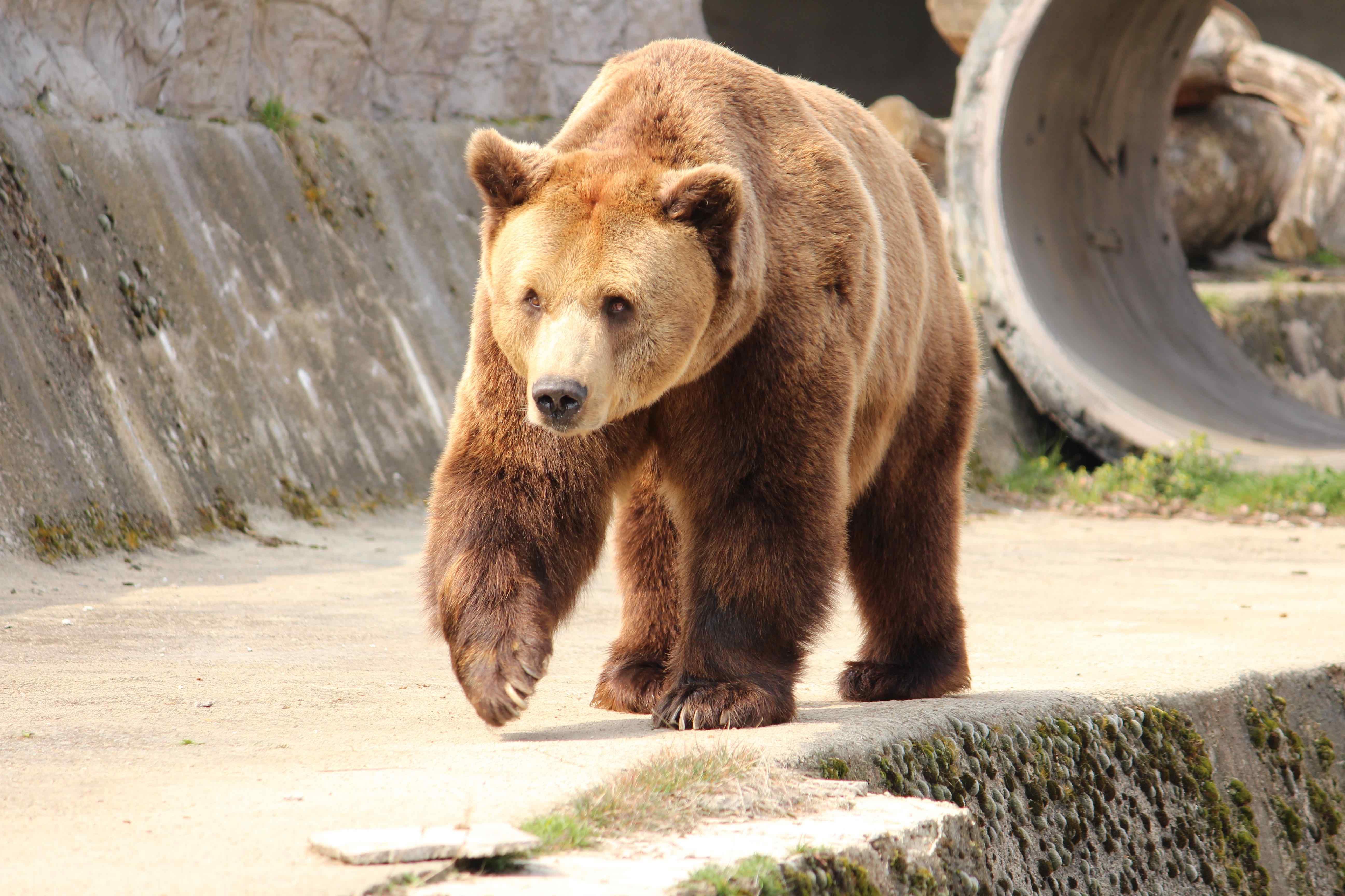 Намаляват дажбата храна  на мечките, Софийският зоопарк се подготвя за зима