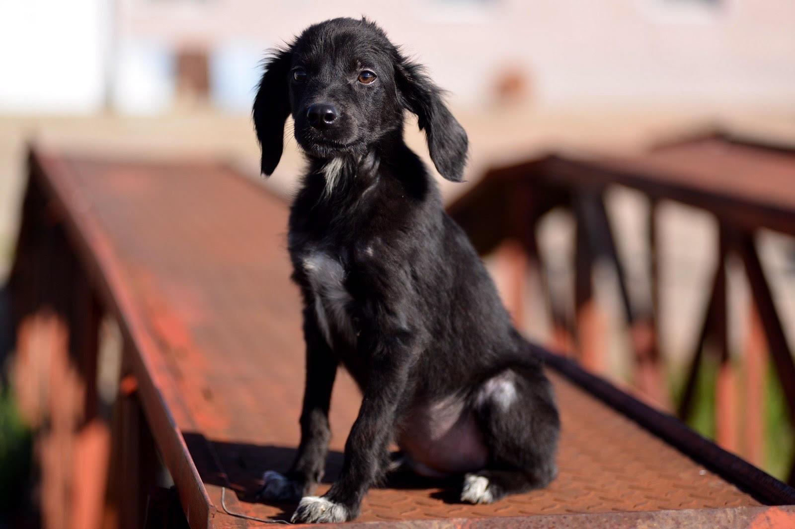 През октомври: 154 кучета от столичните приюти са  осиновени