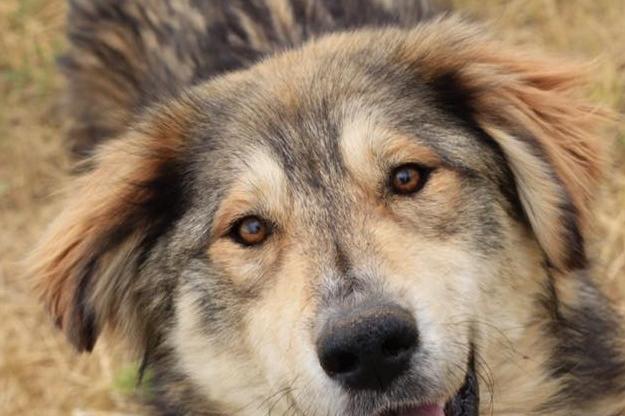 За октомври 154 кучета от приютите на "Екоравновесие" са осиновени