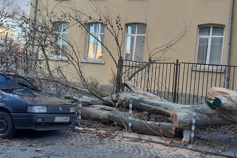 Сигнали за откъртени огради и паднали клони в София заради силния вятър