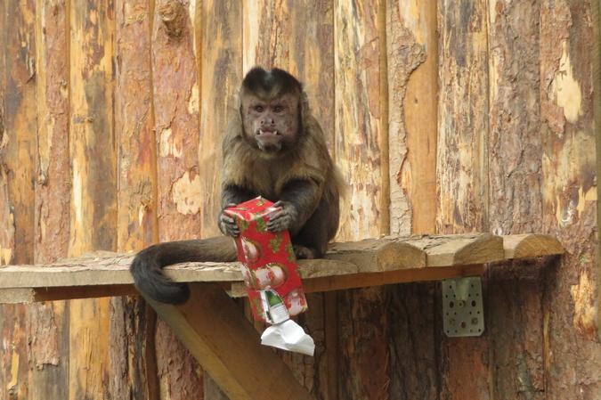 Коледни подаръци и за животните от зоопарка на София