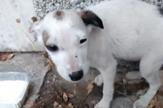 В "Сухата река": Кучета, заключени в апартамент без храна, притесняват хора
