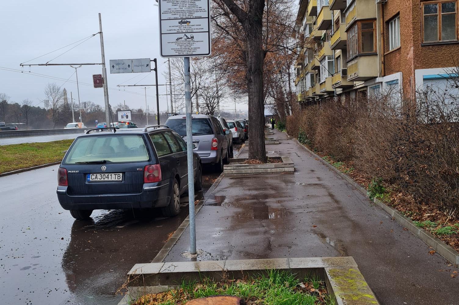 Трябваше ли да отрежат 40-годишно дърво в Яворов заради знак за зелената зо