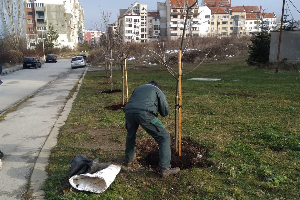 Наториха 94 дръвчета в Студентски град, Дървеница и Мусагеница (СНИМКИ)