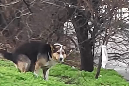 В "Сухата река": Бездомно куче захапа дете близо до парк