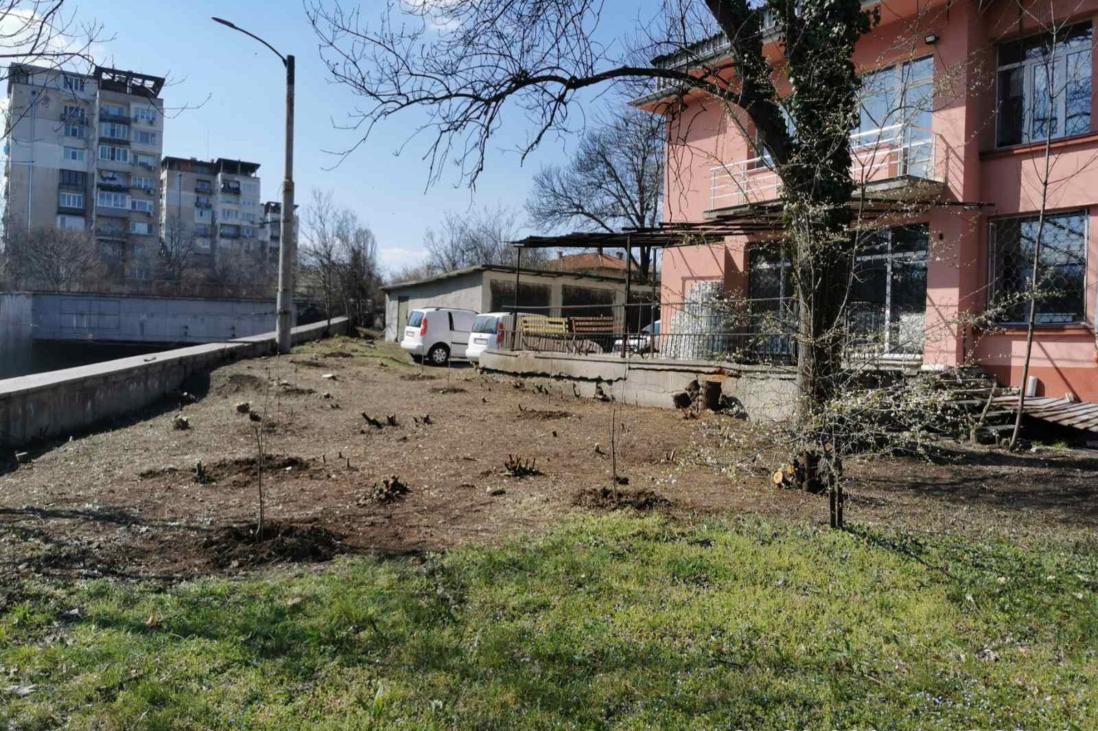 Посадиха три череши в двора на ОП Социален патронаж на ул. "Сава Михайлов"