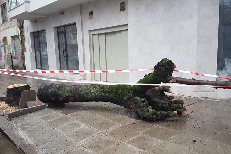 Отрязаха дърво на "Пиротска" и "Опълченска", от "Възраждане" два пъти отказ