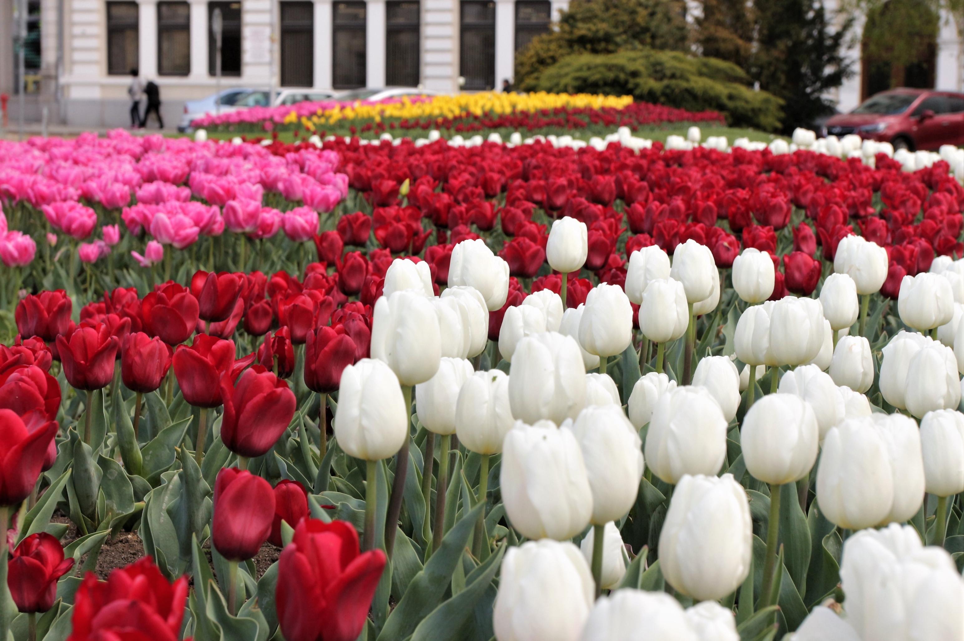 В София и страната: Цветята за 8 март на двойни цени